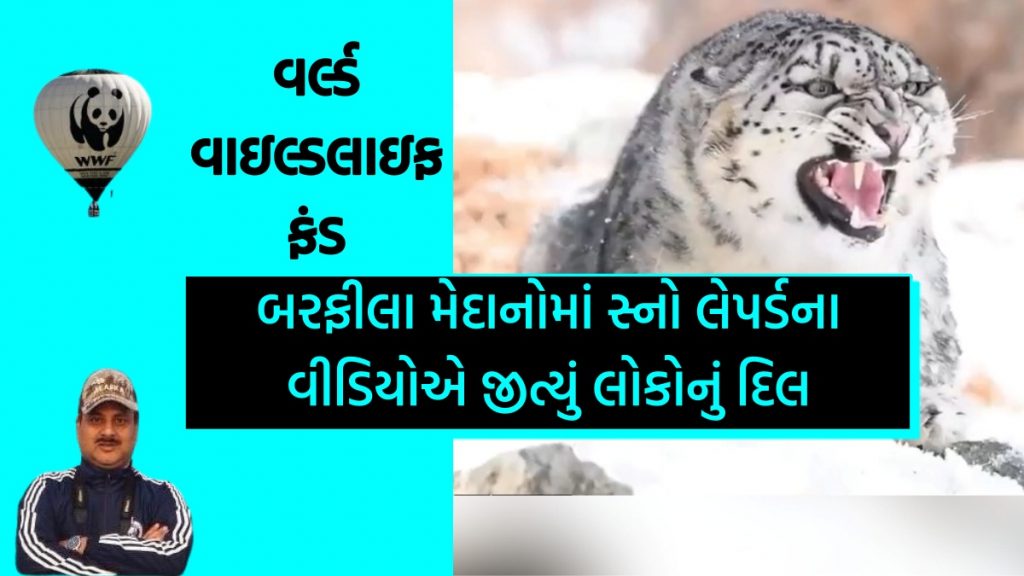 Video of snow leopard in snowy plains won hearts